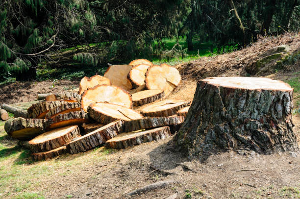 Trusted Valley Center, CA Tree Removal Services Experts